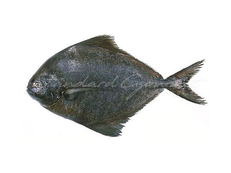 Black Pomfret