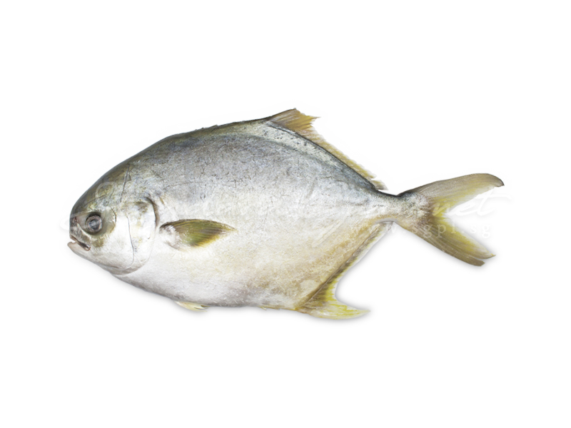 Golden Pomfret