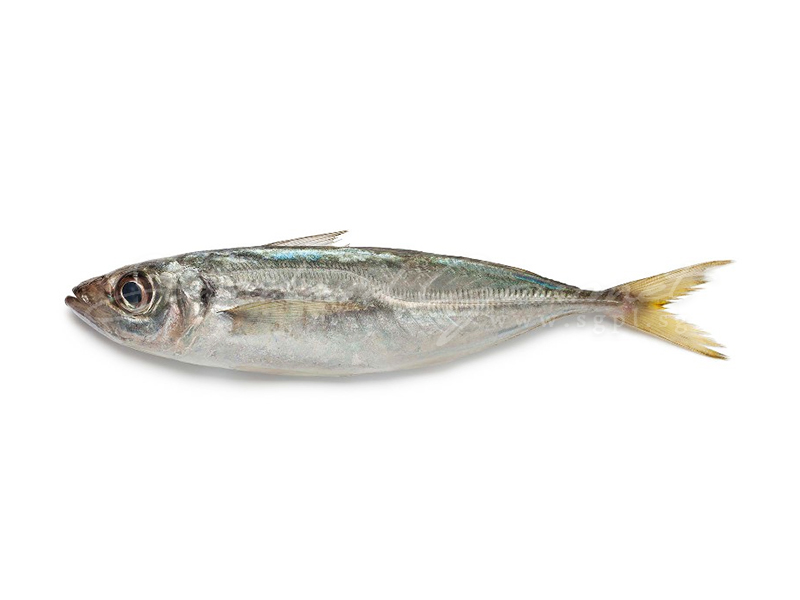 Horse Mackerel