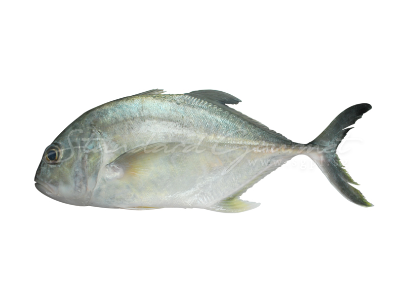 Ikan Cermin