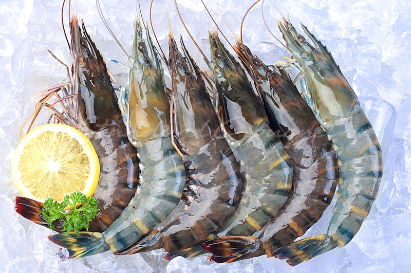 Fresh Tiger Prawn