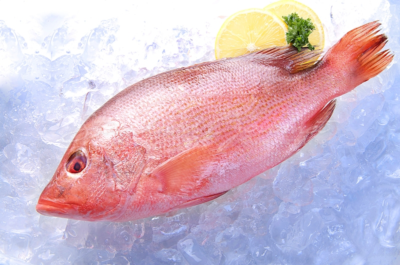 Red Snapper