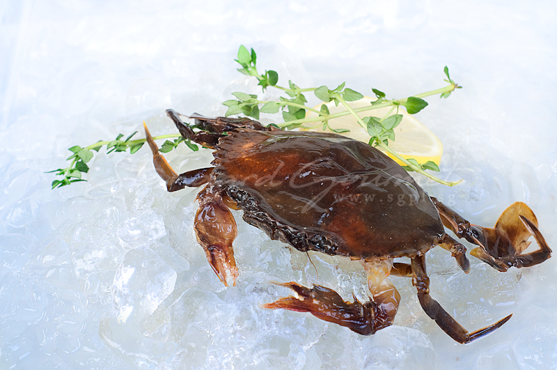 Soft Shell Crab