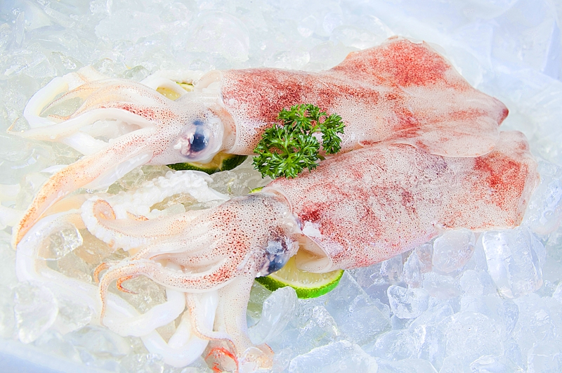 Squid Fresh