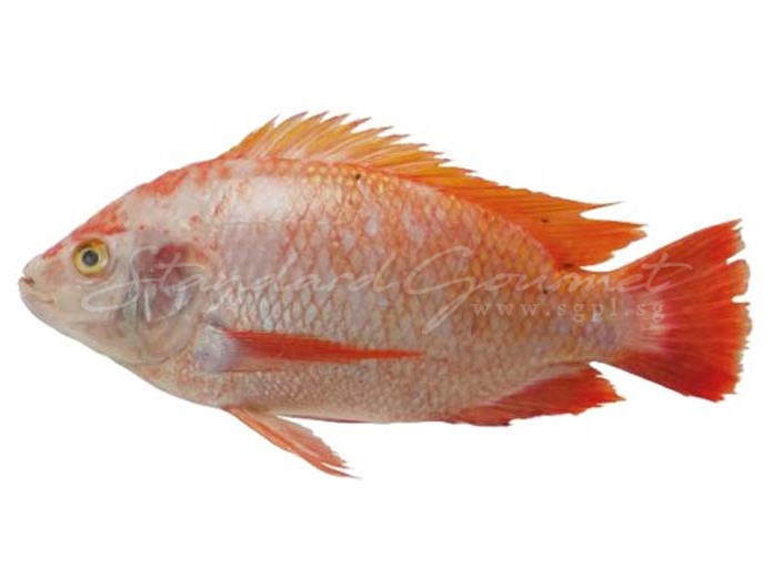 Red Talapia